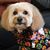 Judith Friedman Petcove Brenner's profile image