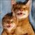 Karen Paulsen's profile image