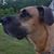 Paul Maroon's profile image