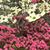 Michelle Comer Lester's profile image