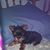 Phyllis Cromer Gillie's profile image