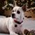 Dana Fogleman Thompson's profile image