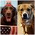 Lisa Alaimo Wolfe's profile image