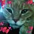 Donna Ottaviano Daniels's profile image