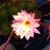 Grasiela Contreras's profile image