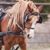 Julie Gage's profile image