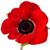 Robyn Chapman's profile image