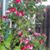 Annetta Bettis's profile image