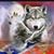 Shanda Collins Huebner's profile image