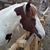 Miguel Antuna's profile image