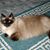 Debra Gillespie's profile image