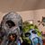 Nachelle Thomas's profile image