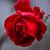 Elizabeth Hiba Nasser's profile image