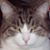 Pat Powell's profile image