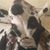 Michele Correa-Dones's profile image