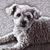 Hugh Williams's profile image