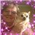 Sue Chaney's profile image