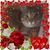 Heidi Girard's profile image