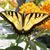 Lydia White Wade's profile image
