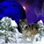 Lobo Solitario's profile image