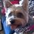 Holly Yorke Brown's profile image