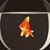 Allene Hogan's profile image