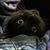 Adam Skelton's profile image