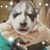 Trina Karwasinski's profile image