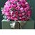 Farheen Khan's profile image
