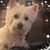 Sheri Barao's profile image
