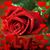 Diane Spahr's profile image