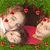 Stephanie Rogers's profile image