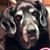 Danielle LaBarbera-Jones's profile image