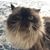 Nicki Criser Ellifritz's profile image
