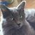 Stacey Schiavo's profile image