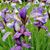Cherie Taylor Bowman's profile image