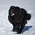Janis Piguet's profile image