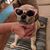 Ginger Greger Patton's profile image