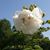 Aliss Huss's profile image