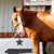 Samantha Eckert's profile image