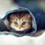 Darla McAloney's profile image