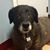 Doris Hoyer's profile image
