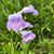 Arwen Rosenberger's profile image