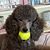 Lori Cancersmasher Monian's profile image