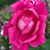Mary J Walton's profile image