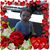 Donna Del Biondo's profile image