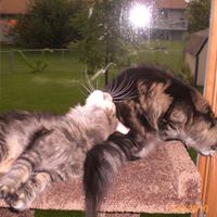 Kitty Geringer's profile image