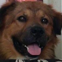 Carol Tadpole-Shoulders's profile image