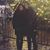 Lorraine Cancetty Cascio's profile image