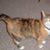 Julie McDaniel's profile image